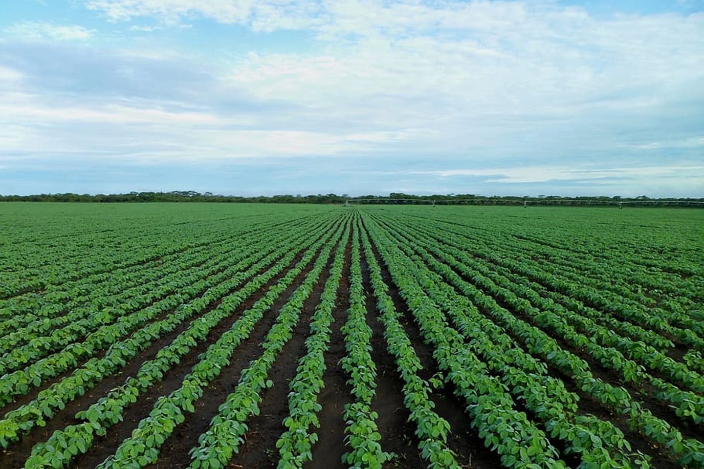 Agriculture Sector